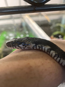 Florida Banded Water Snake - Sub Adult