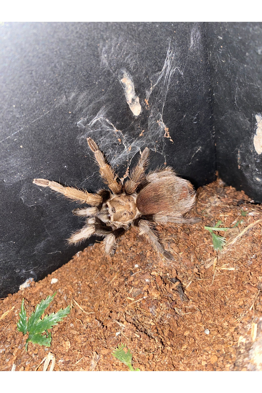 Arizona Blonde Tarantula
