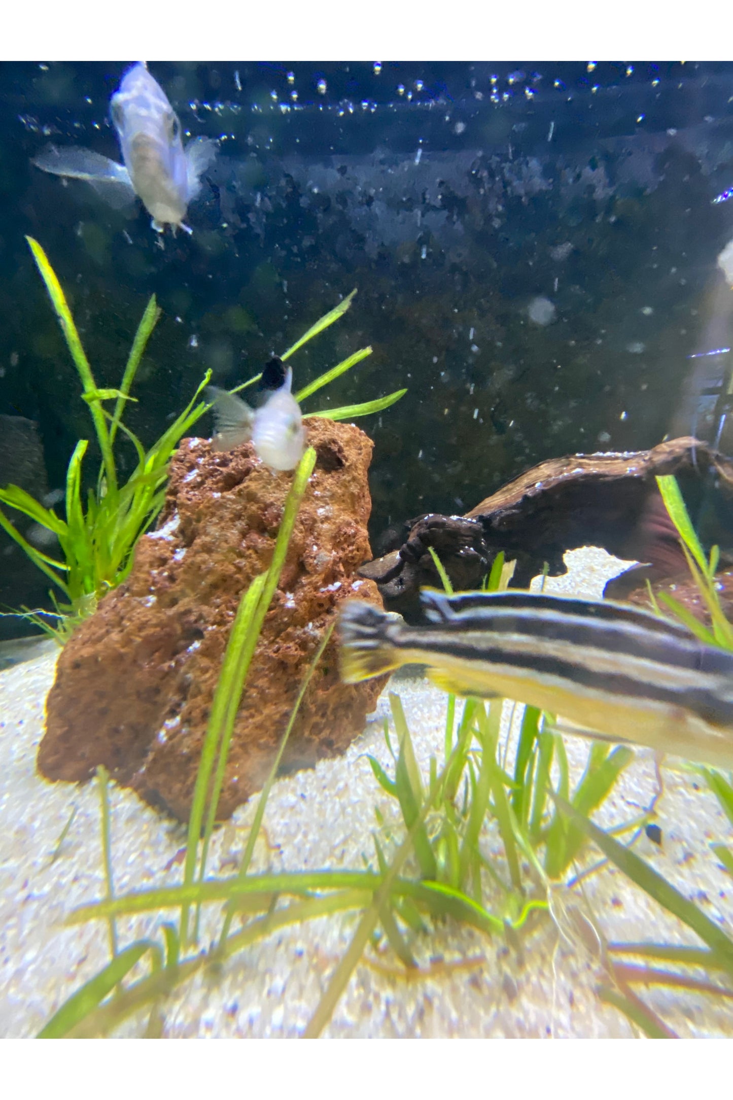 Assorted Cichlids