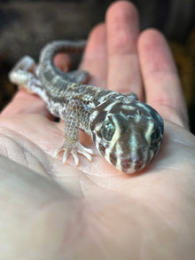 Frog-Eyed Gecko