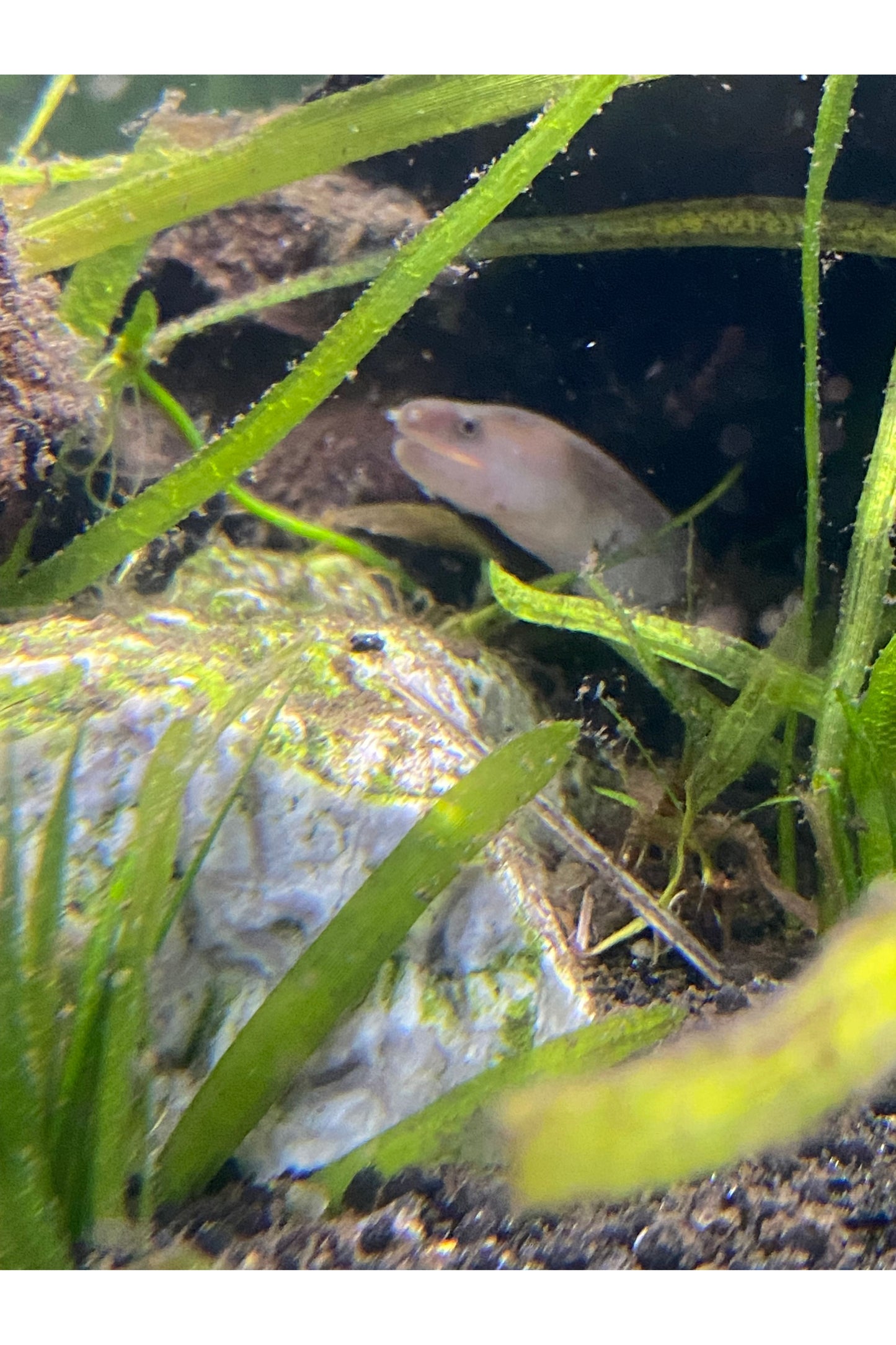 Marble Morray Eel
