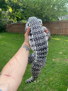 Blue Argentine Tegu - Male - IMPERFECT