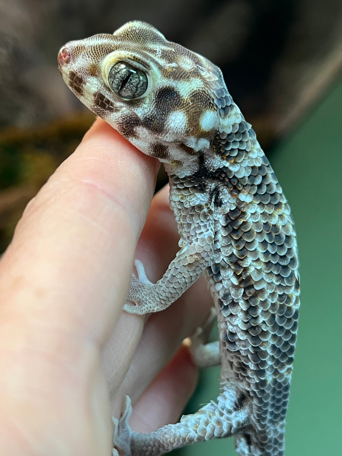 Frog-Eyed Gecko