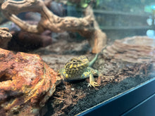 Blue Collared Lizard