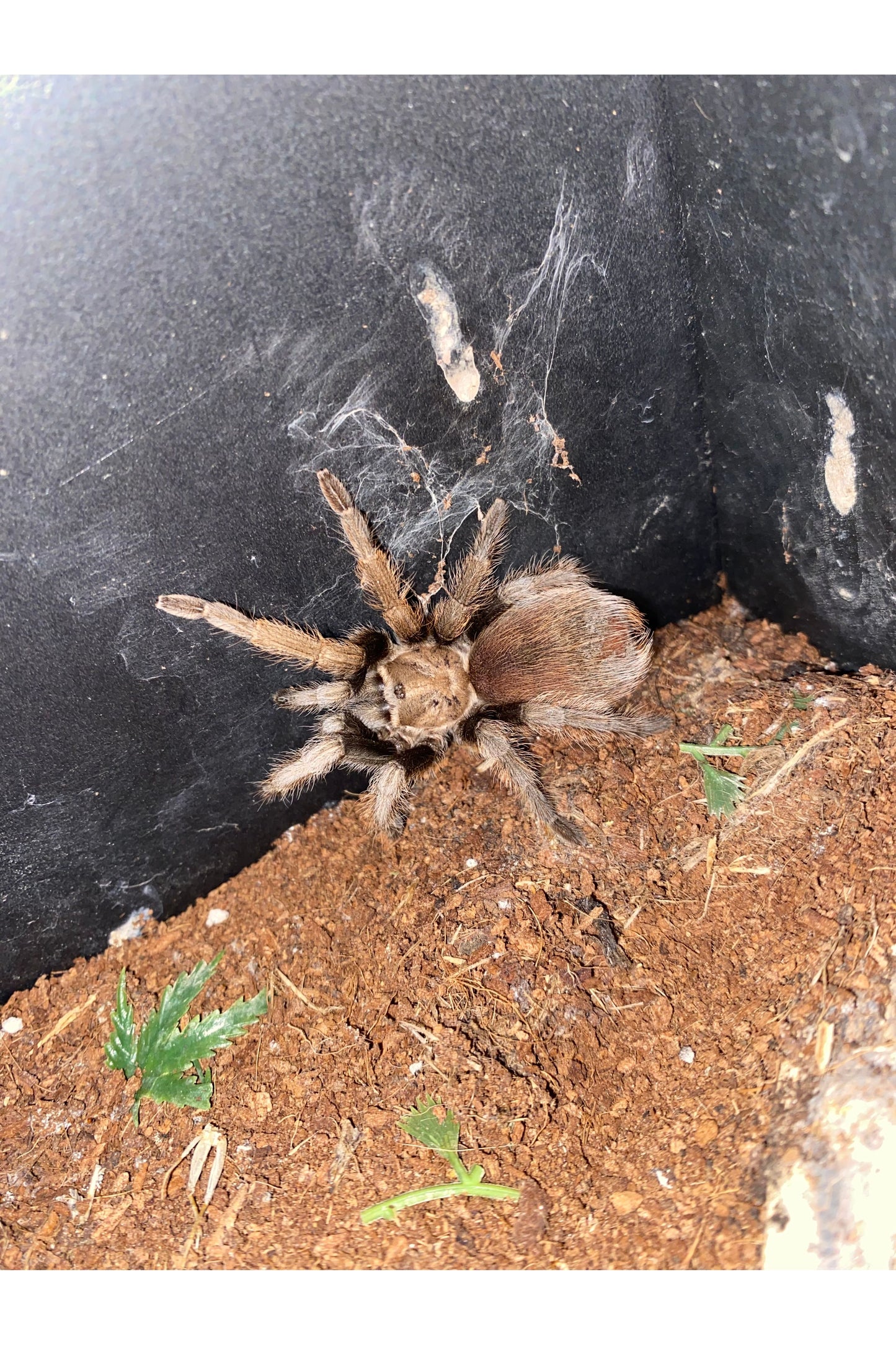 Arizona Blonde Tarantula