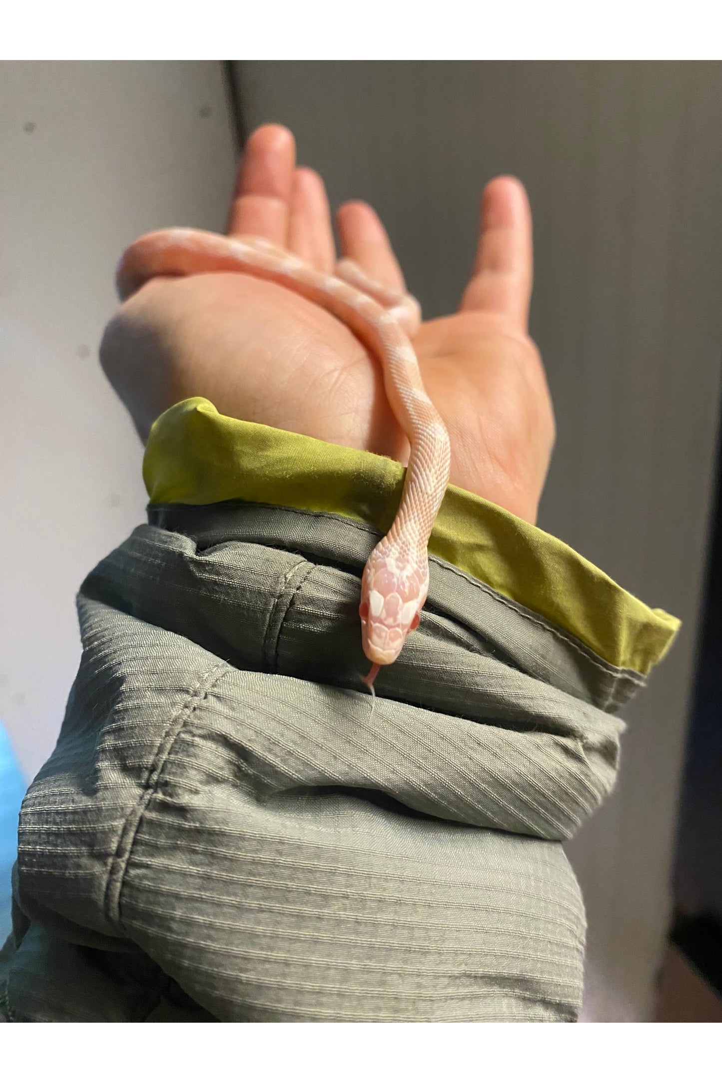 Coral Snow Het Scaleless Corn Snake - Juvenile