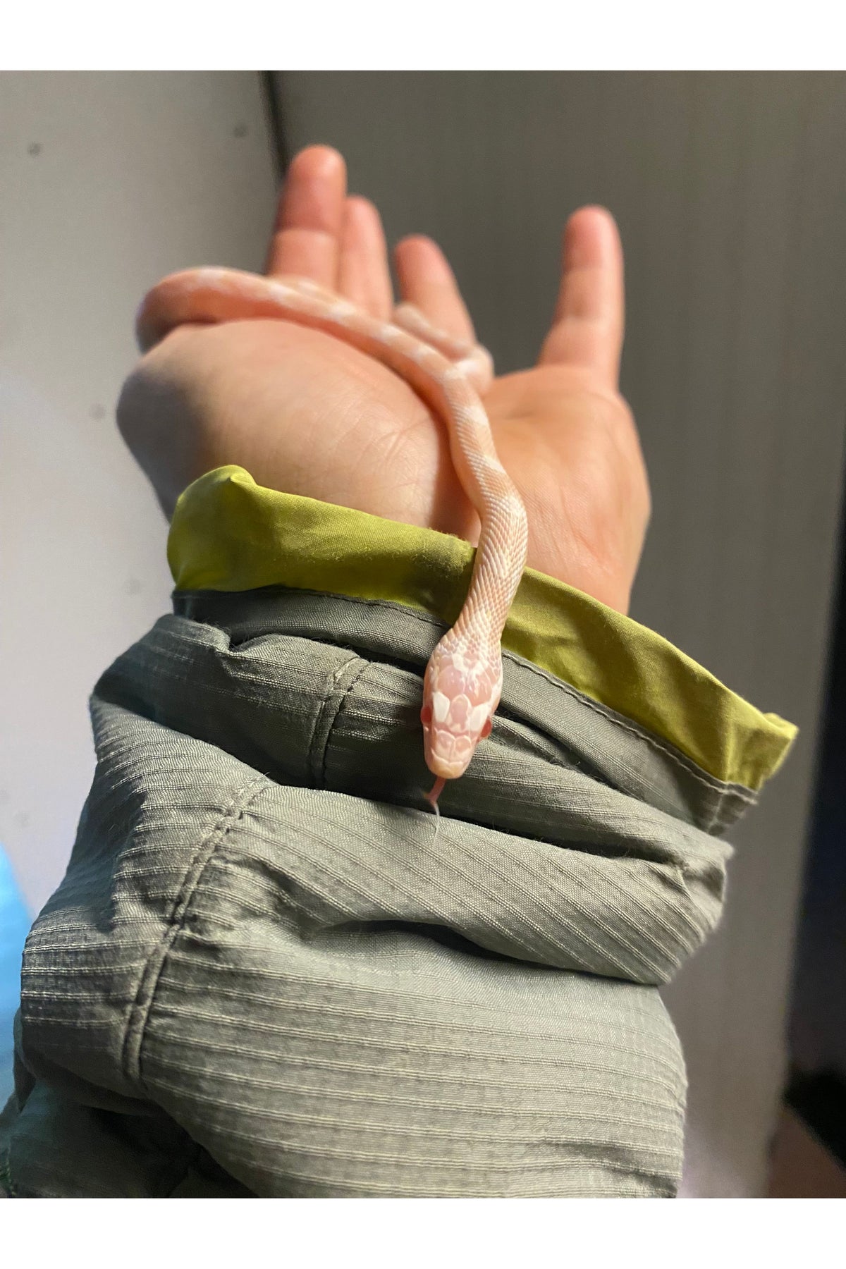 Coral Snow Het Scaleless Corn Snake - Juvenile