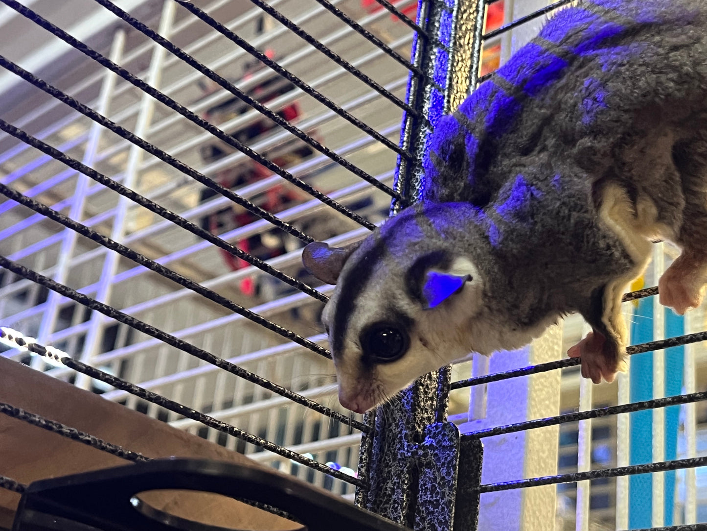 Sugar Gliders - Female Pair