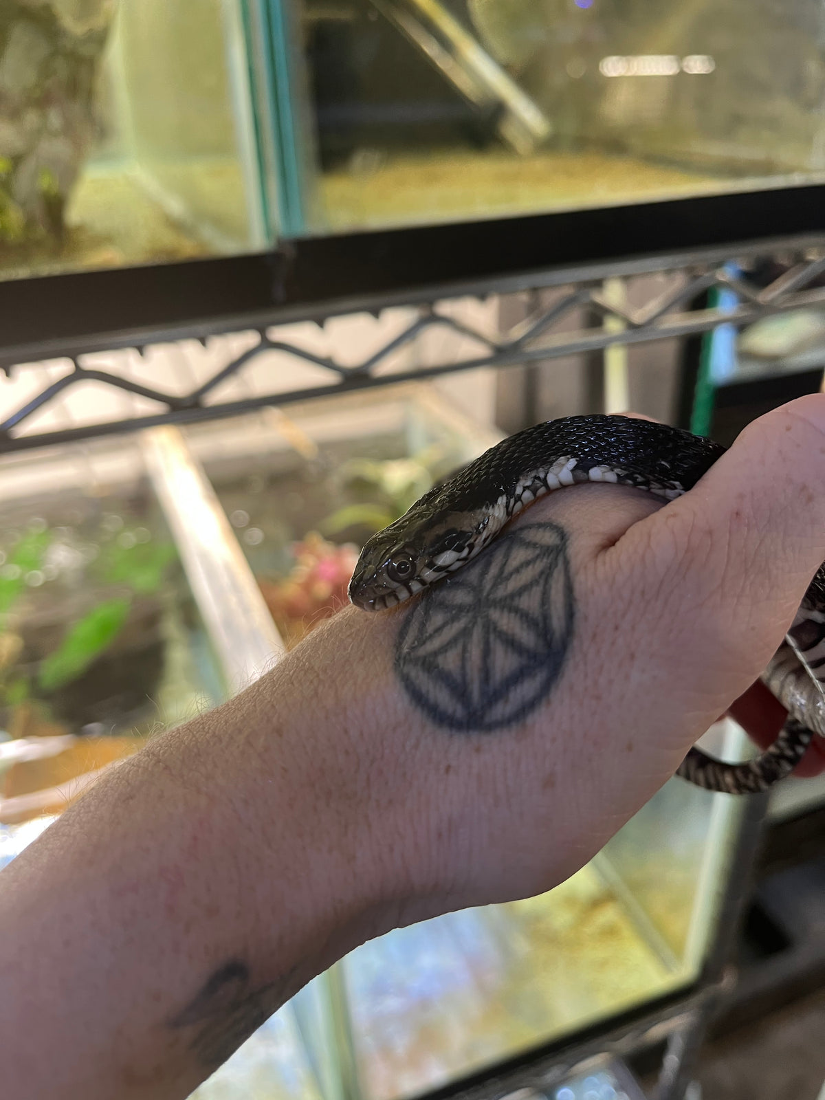 Florida Banded Water Snake - Sub Adult