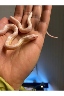 Coral Snow Het Scaleless Corn Snake - Juvenile