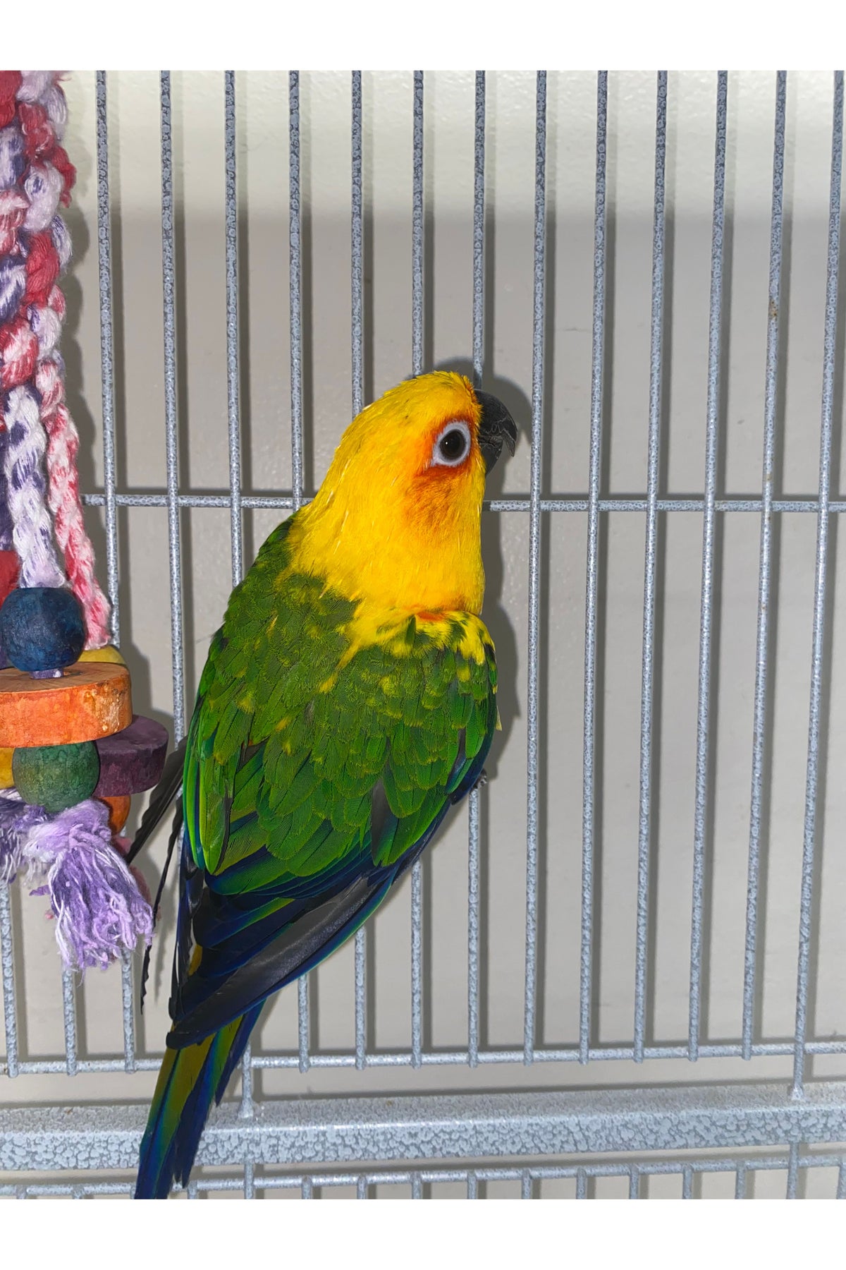 Sunday Conure