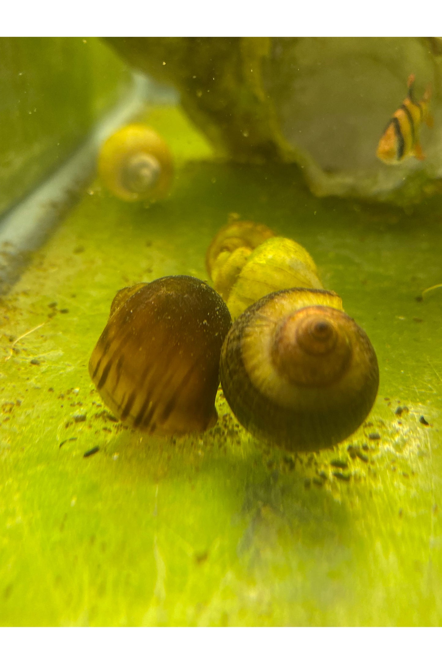 Mystery Snail