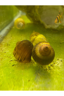 Mystery Snail