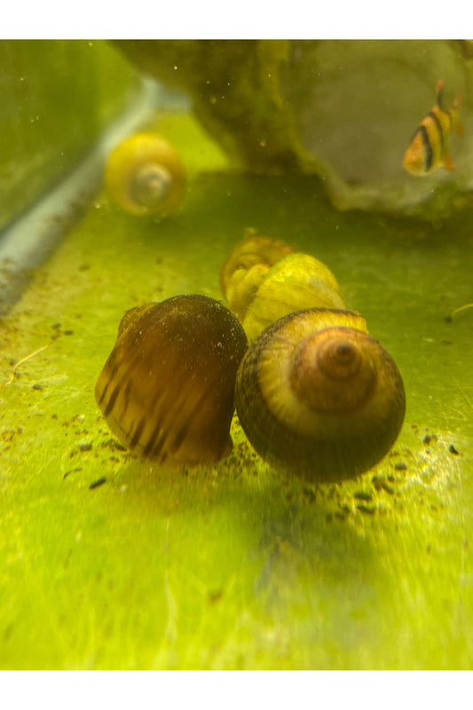 Mystery Snail