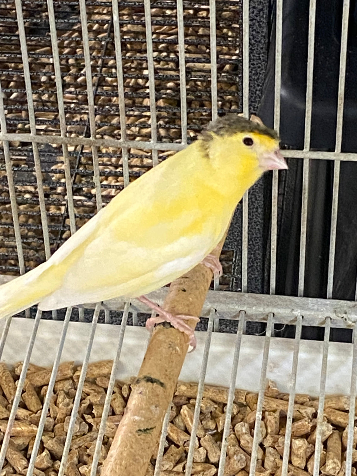 Parent-raised Gloster Canary perched on a branch inside its cage, showcasing vibrant yellow feathers.