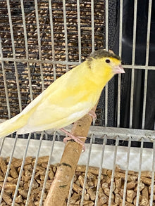 Parent-raised Gloster Canary perched on a branch inside its cage, showcasing vibrant yellow feathers.