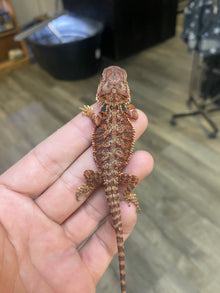 Red Monster Bearded Dragon - Hatchling