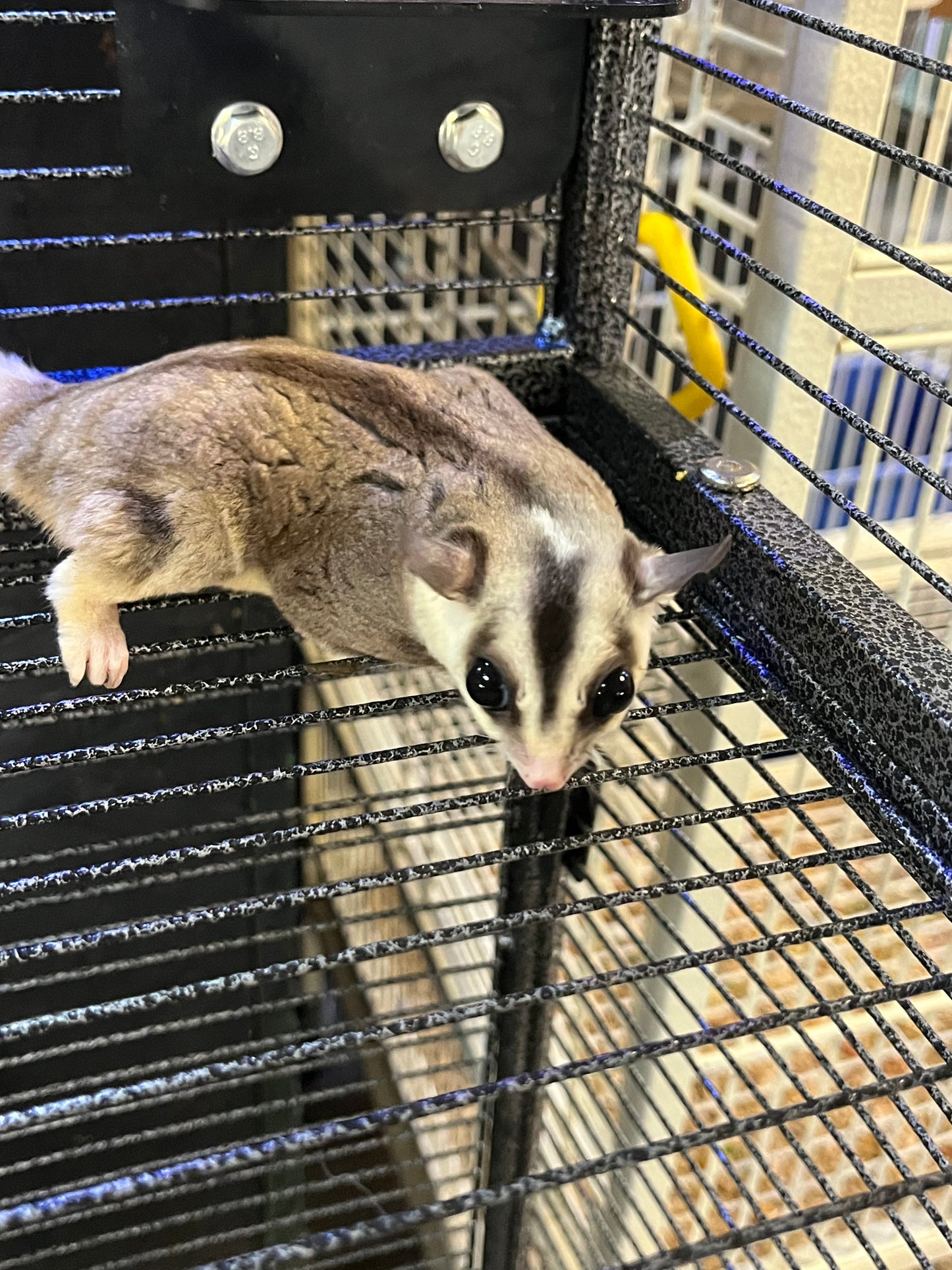Sugar Gliders - Female Pair