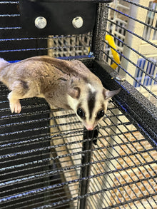 Sugar Gliders - Female Pair