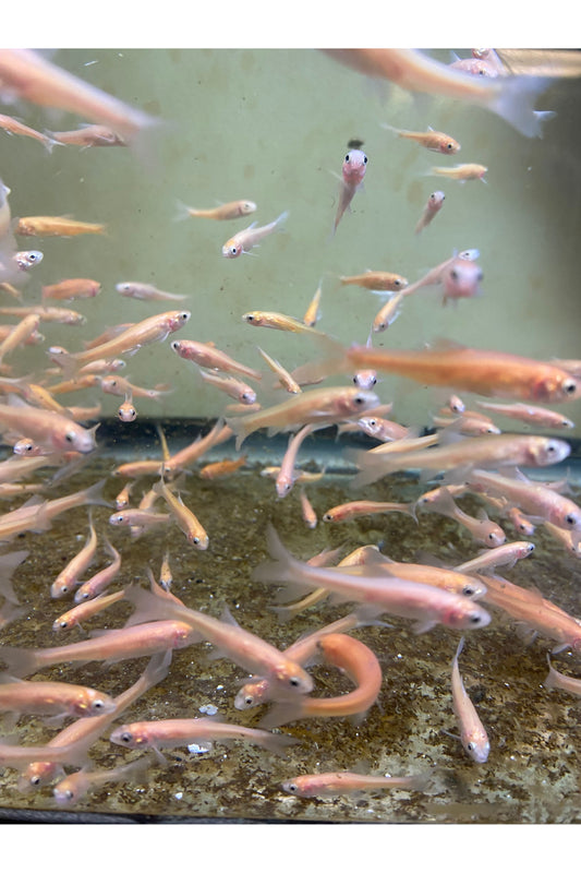 Rosey Red Feeder Fish