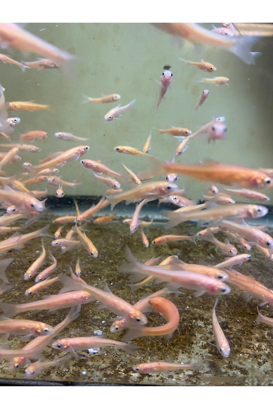 Rosey Red Feeder Fish