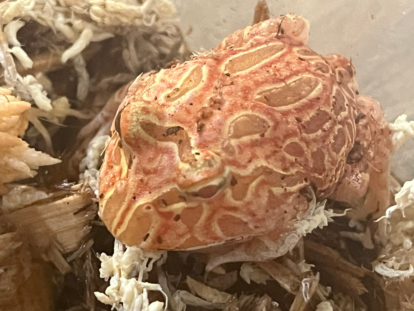 Raspberry Pac-Man Frog