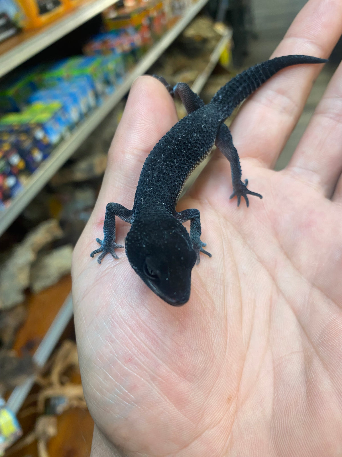 Black Night Leopard Gecko - Juvenile