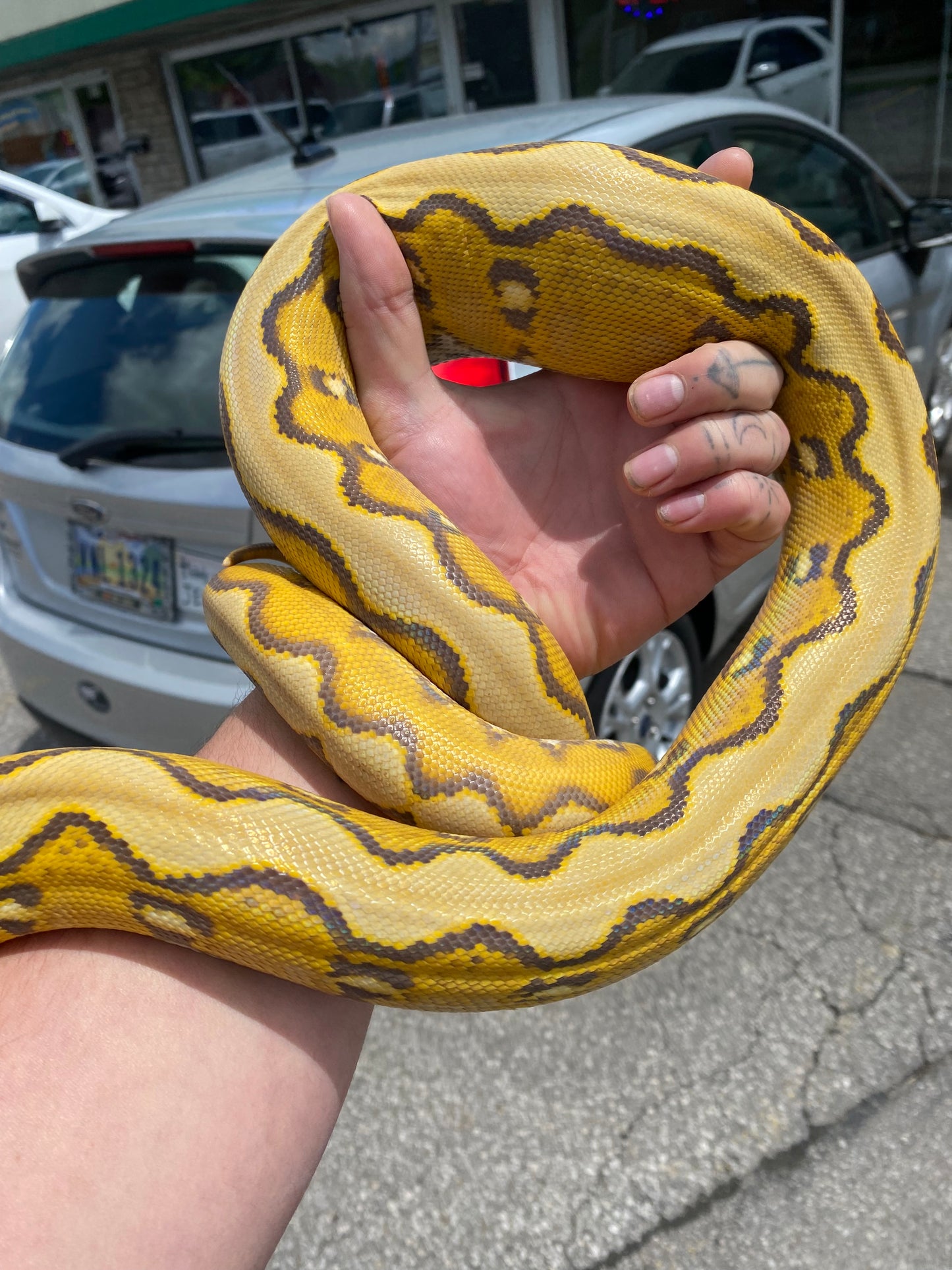 Orange Glow Sunfire Reticulated Python - Sub Adult - Female