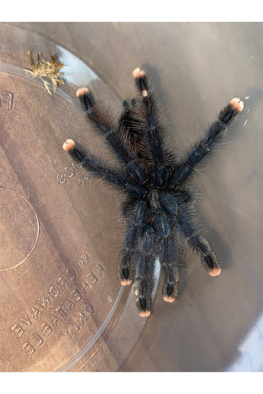 Pink Toe Tarantula
