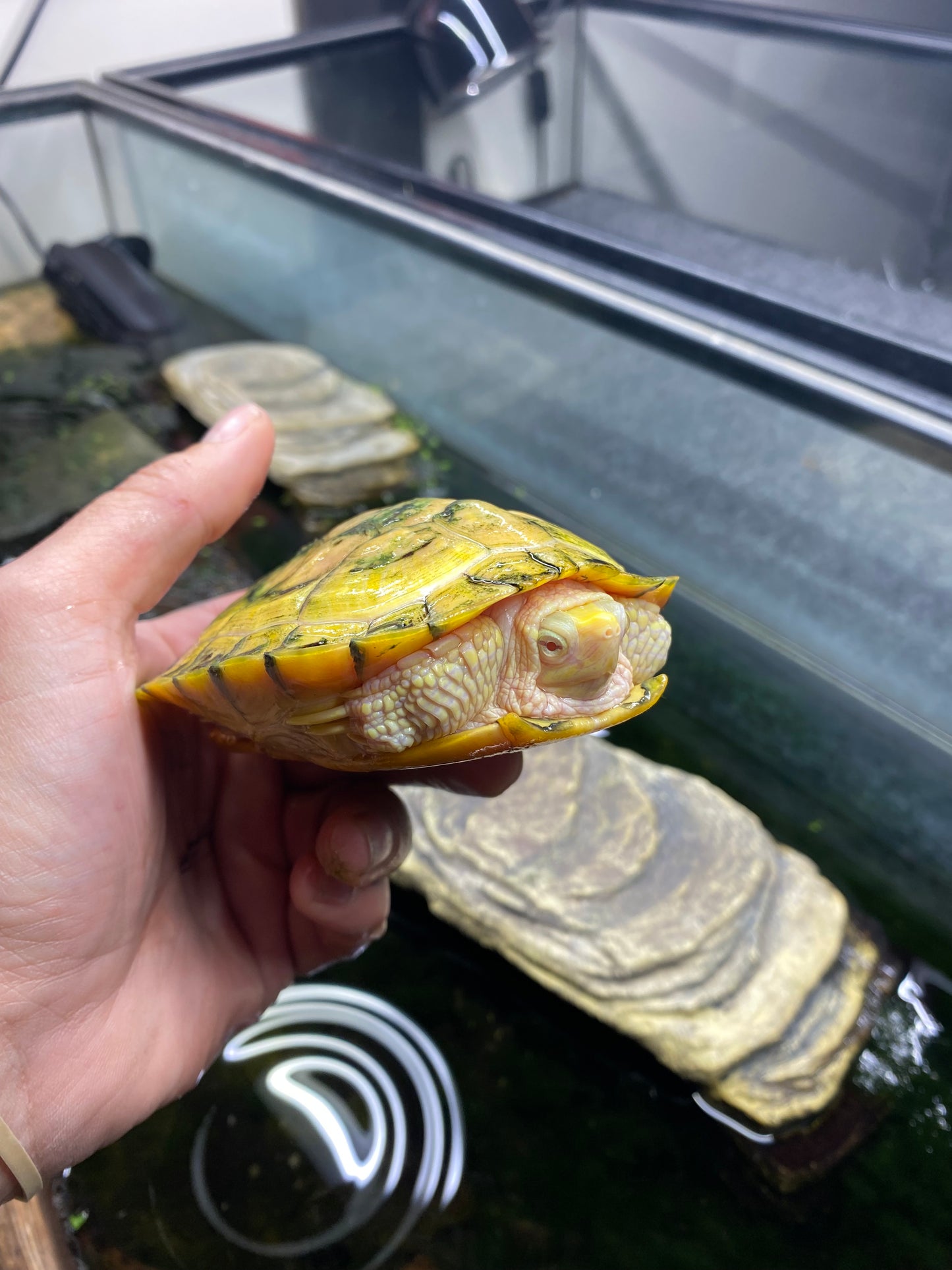 Albino Red-Eared Slider - Sub Adult