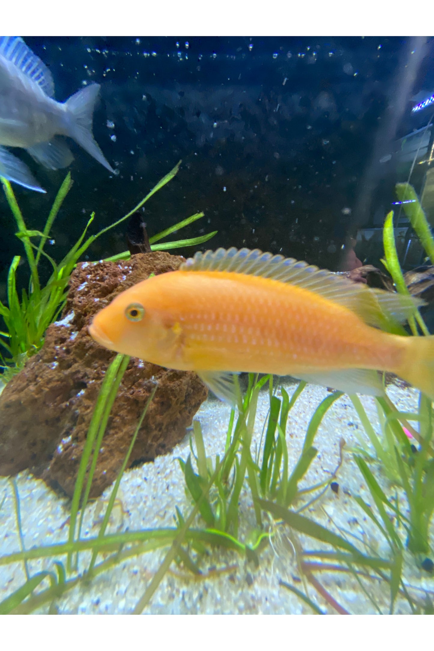Assorted Cichlids