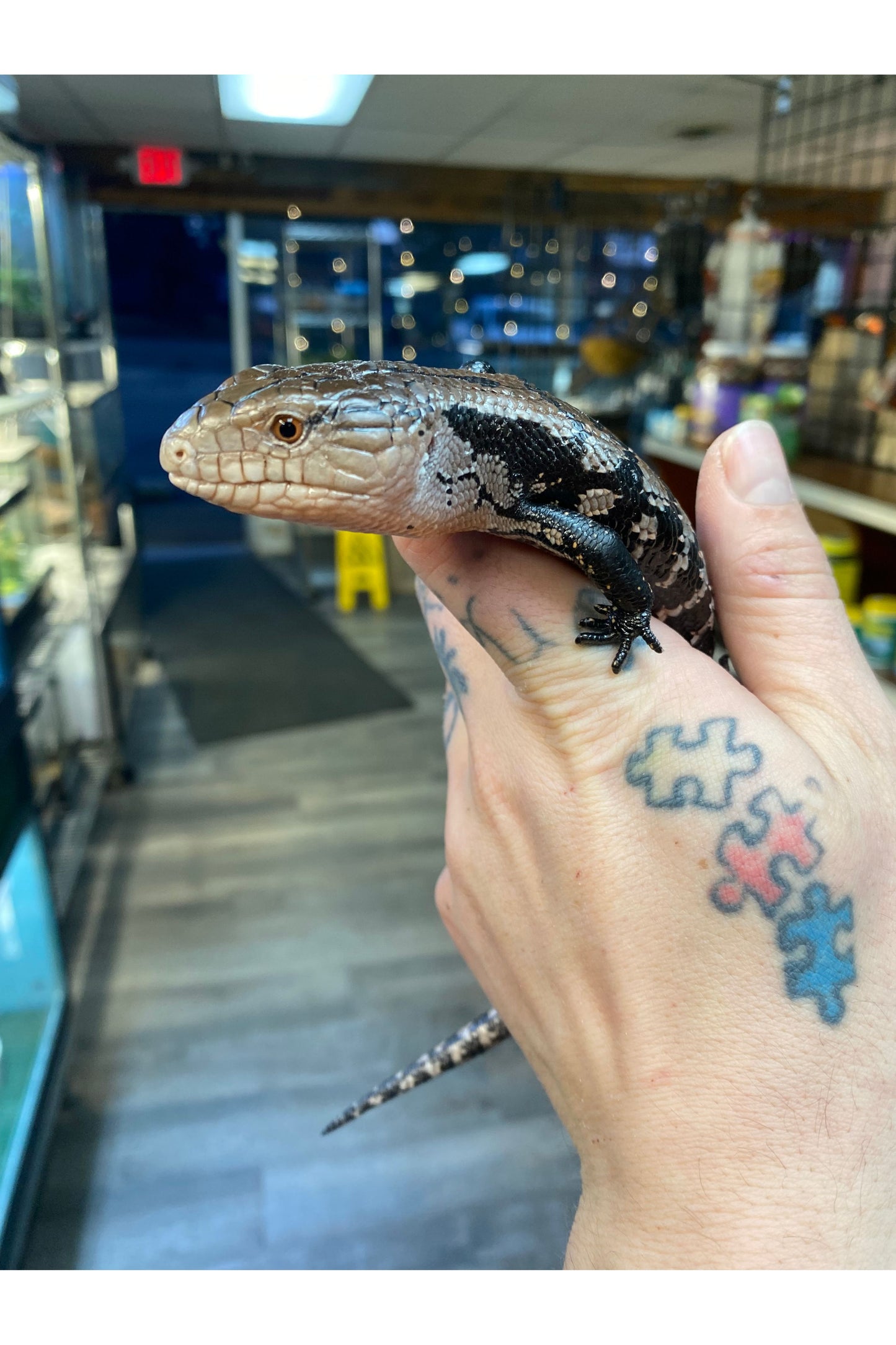 Indonesian Blue Tongue Skink - Juvenile