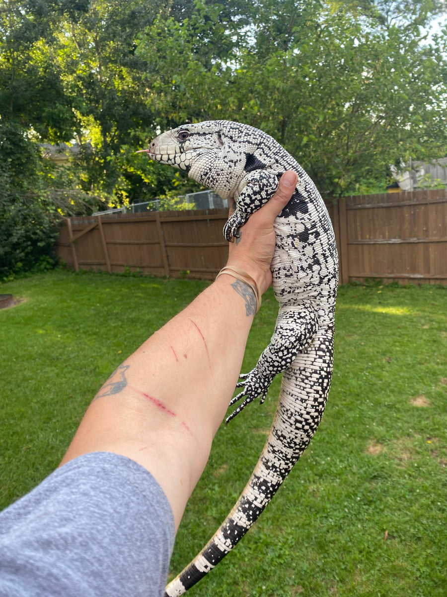 Blue Argentine Tegu - Male - IMPERFECT