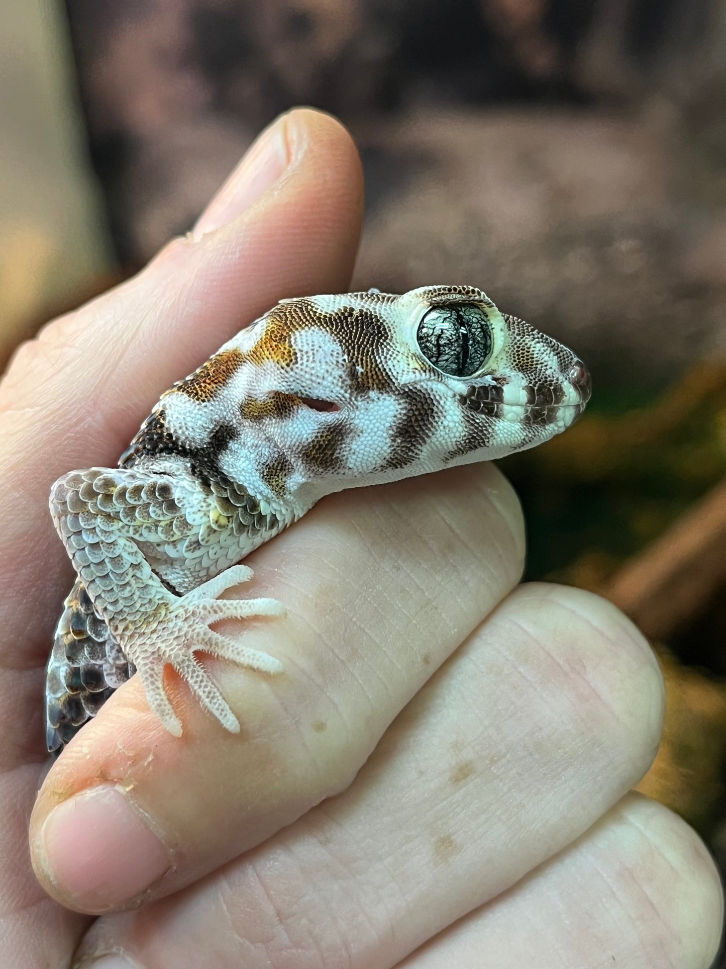 Frog-Eyed Gecko