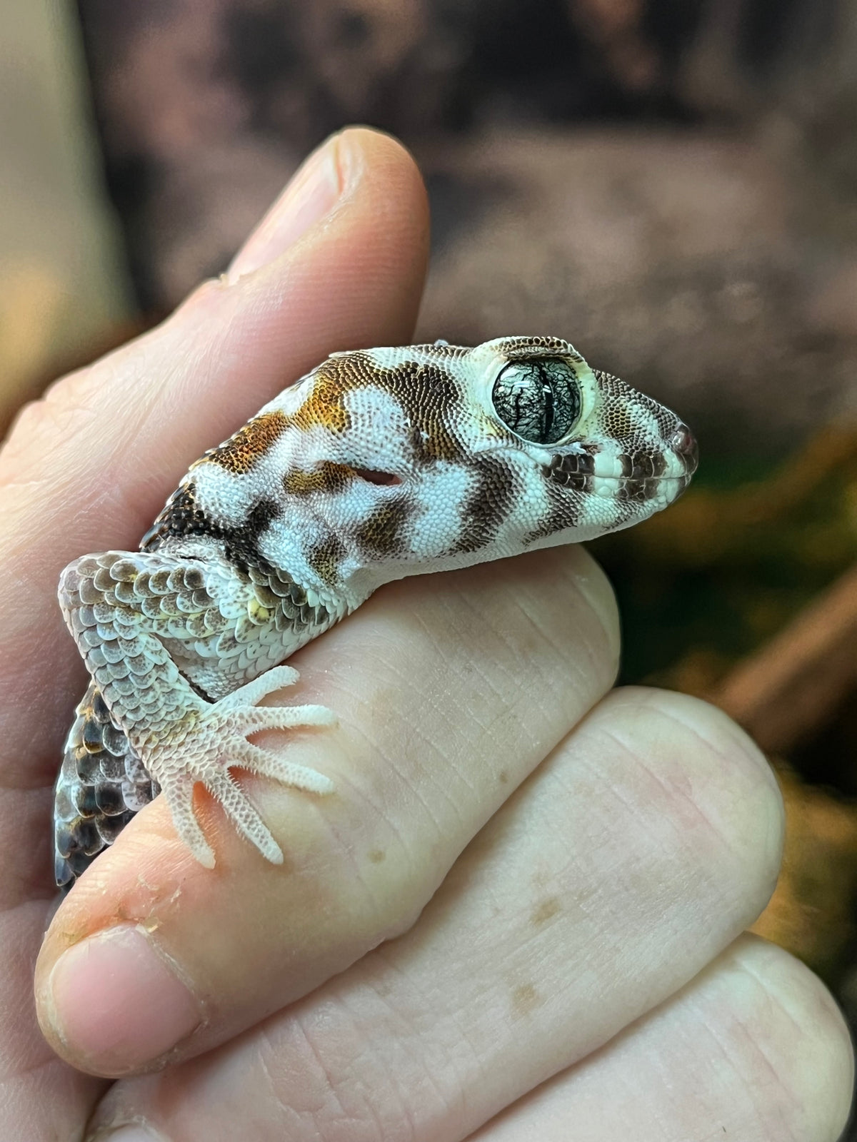 Frog-Eyed Gecko