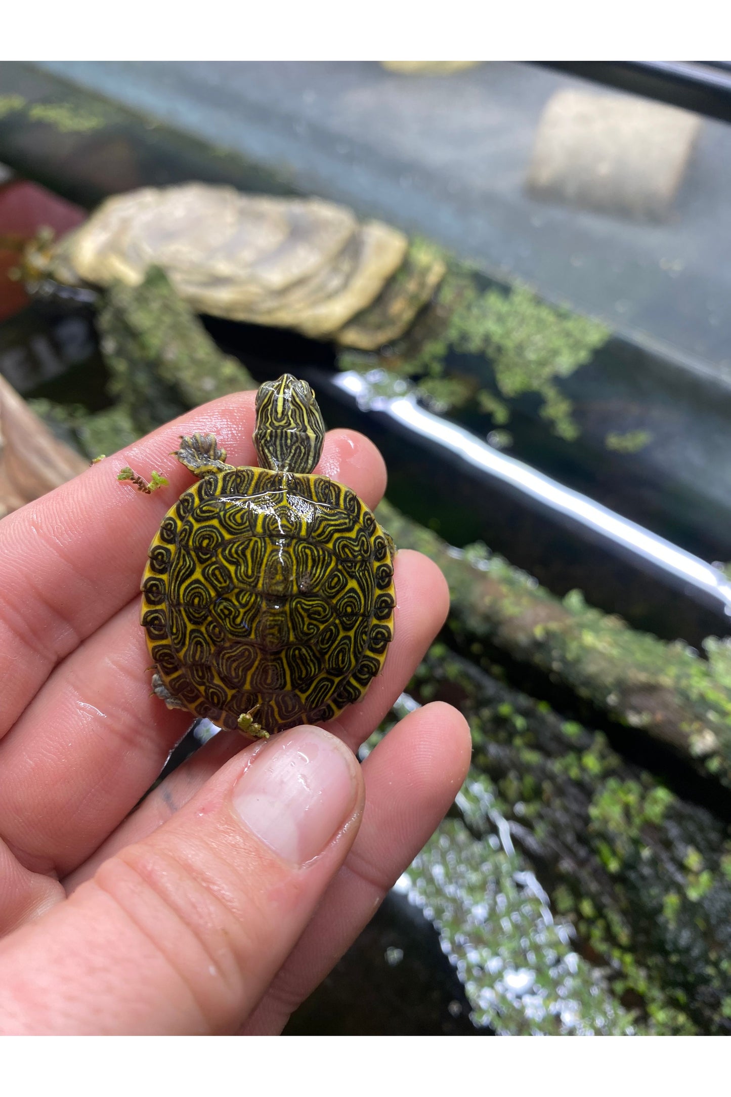 River Cooter - Hatchling
