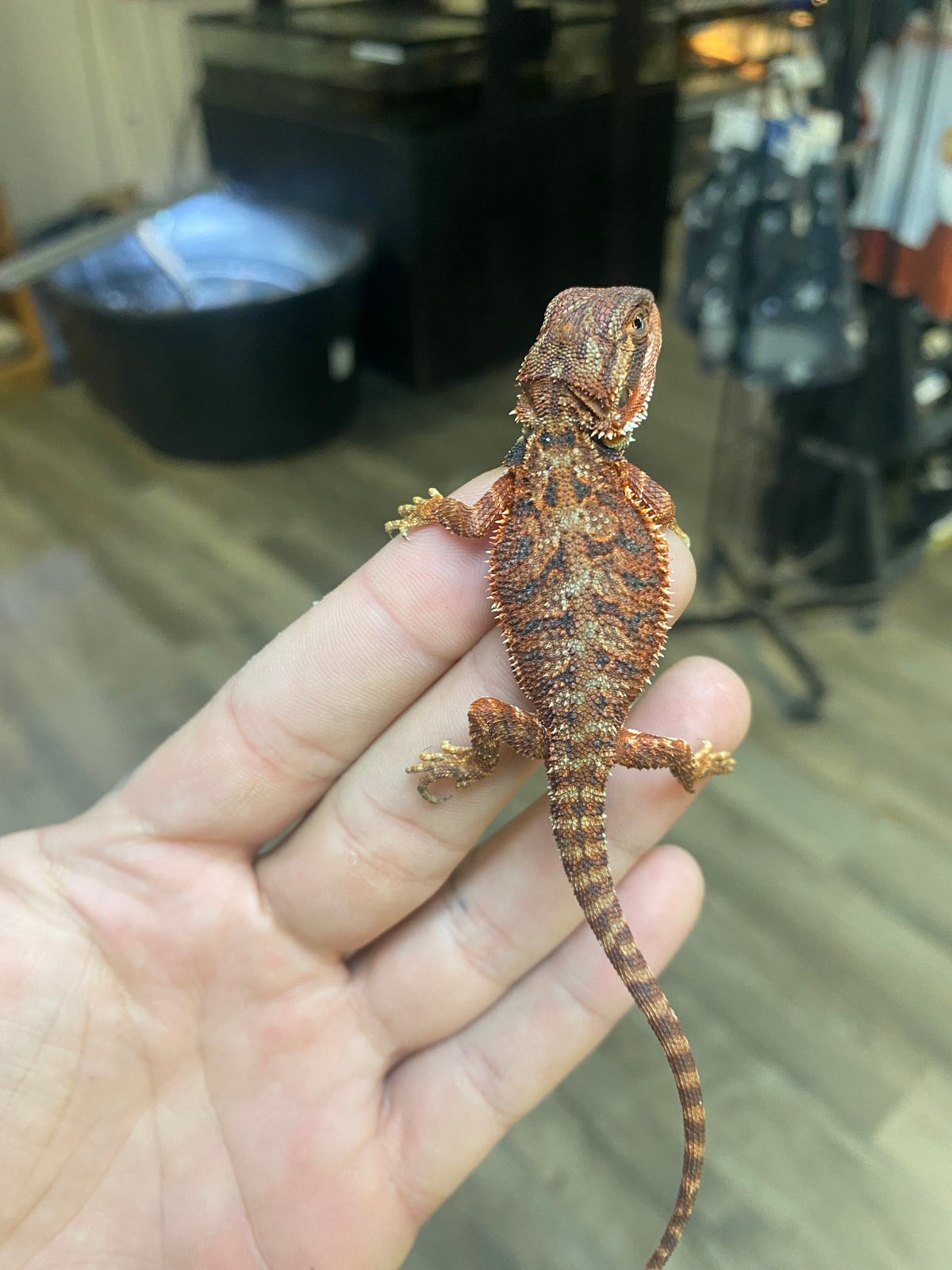 Red Monster Bearded Dragon - Hatchling