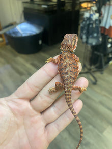 Red Monster Bearded Dragon - Hatchling