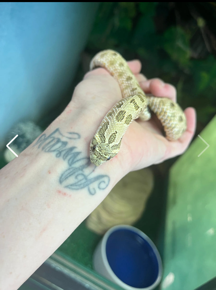 Western Hognose - Sub adult