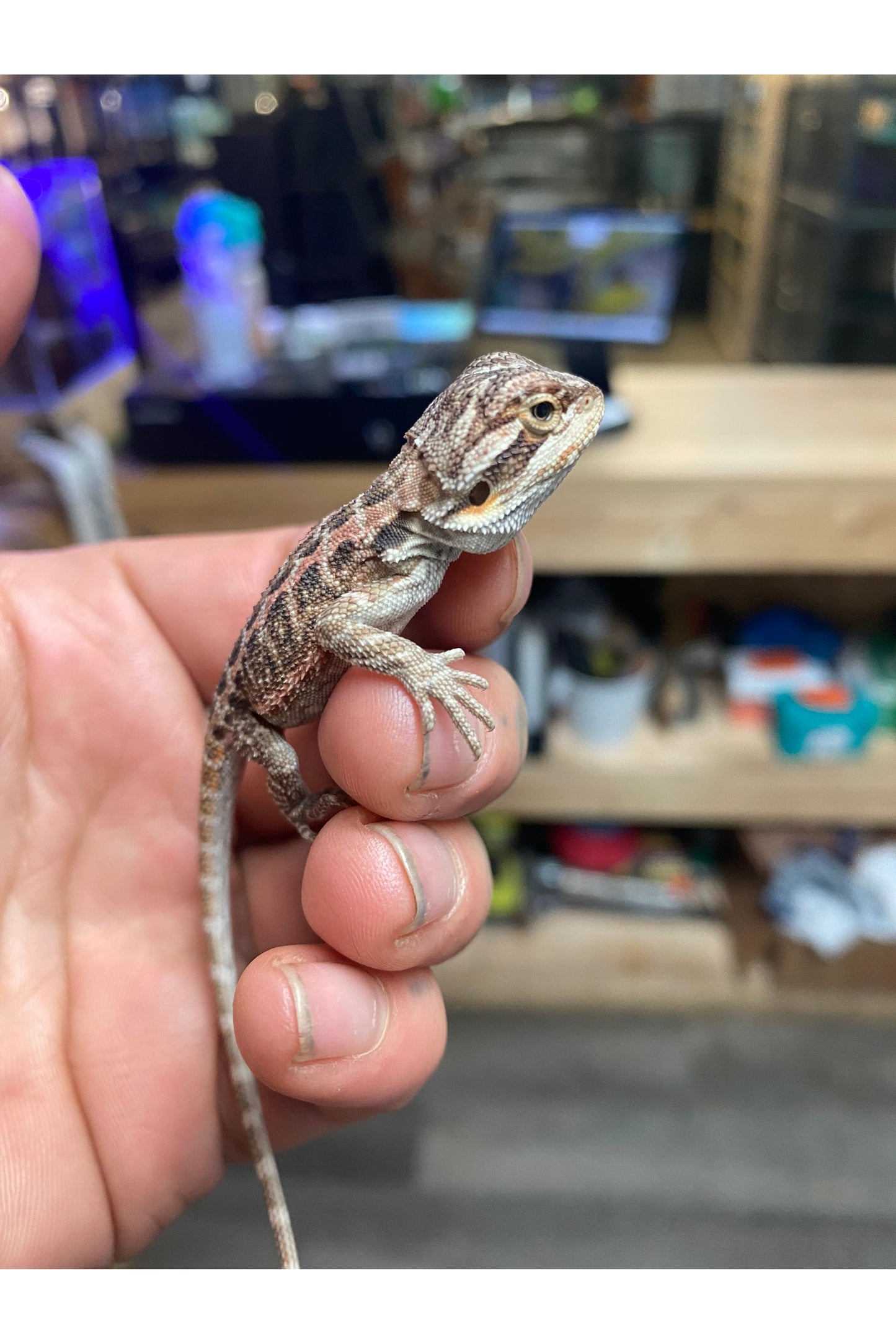 Fancy Bearded Dragon - Hatchling (Assorted)