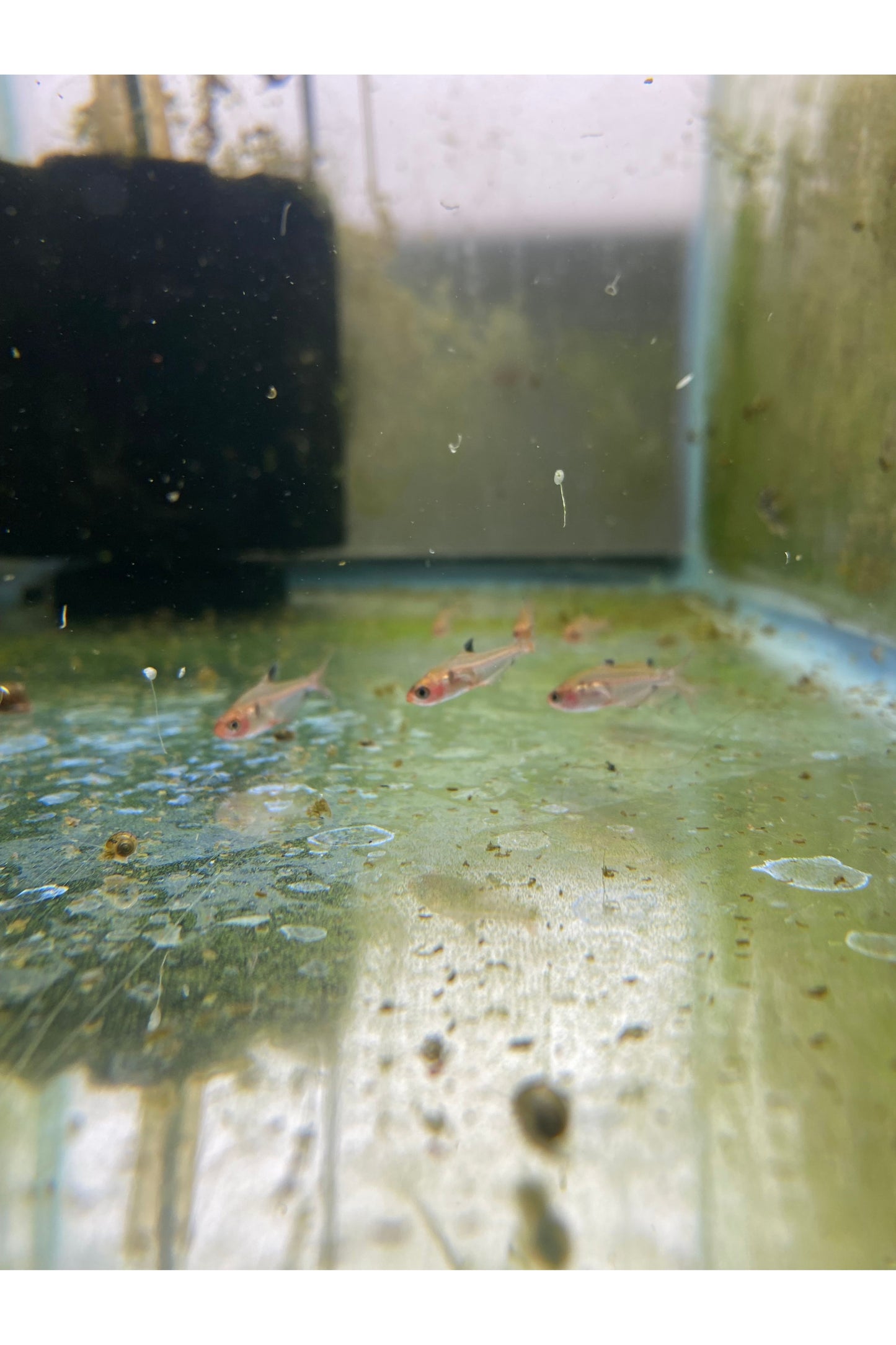 Serpae Tetra