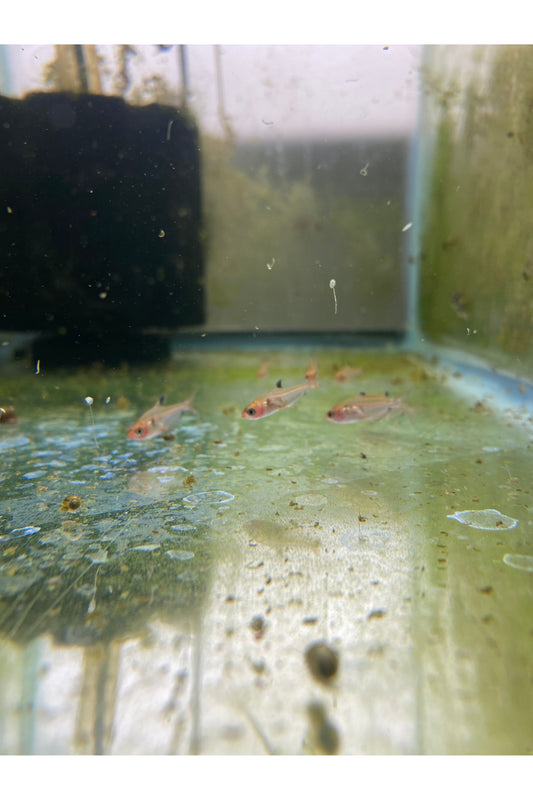 Serpae Tetra
