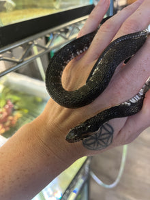 Florida Banded Water Snake - Sub Adult