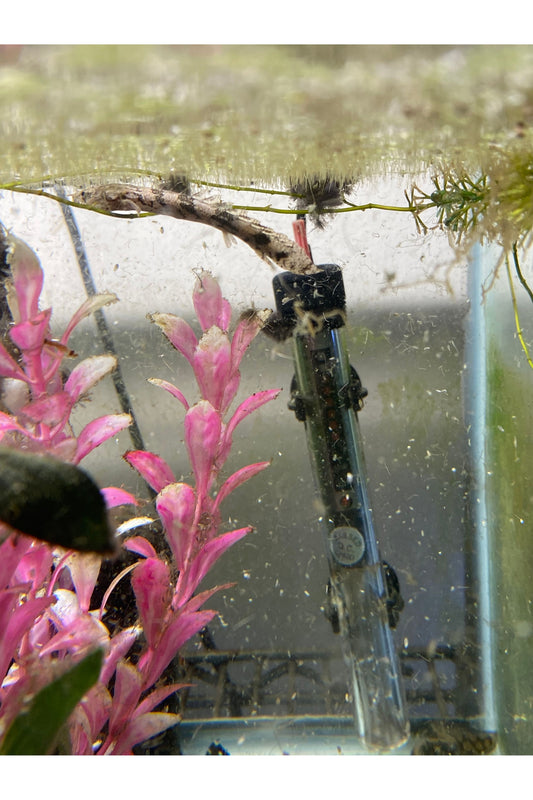 Palmas Endlicheri (Bichir)