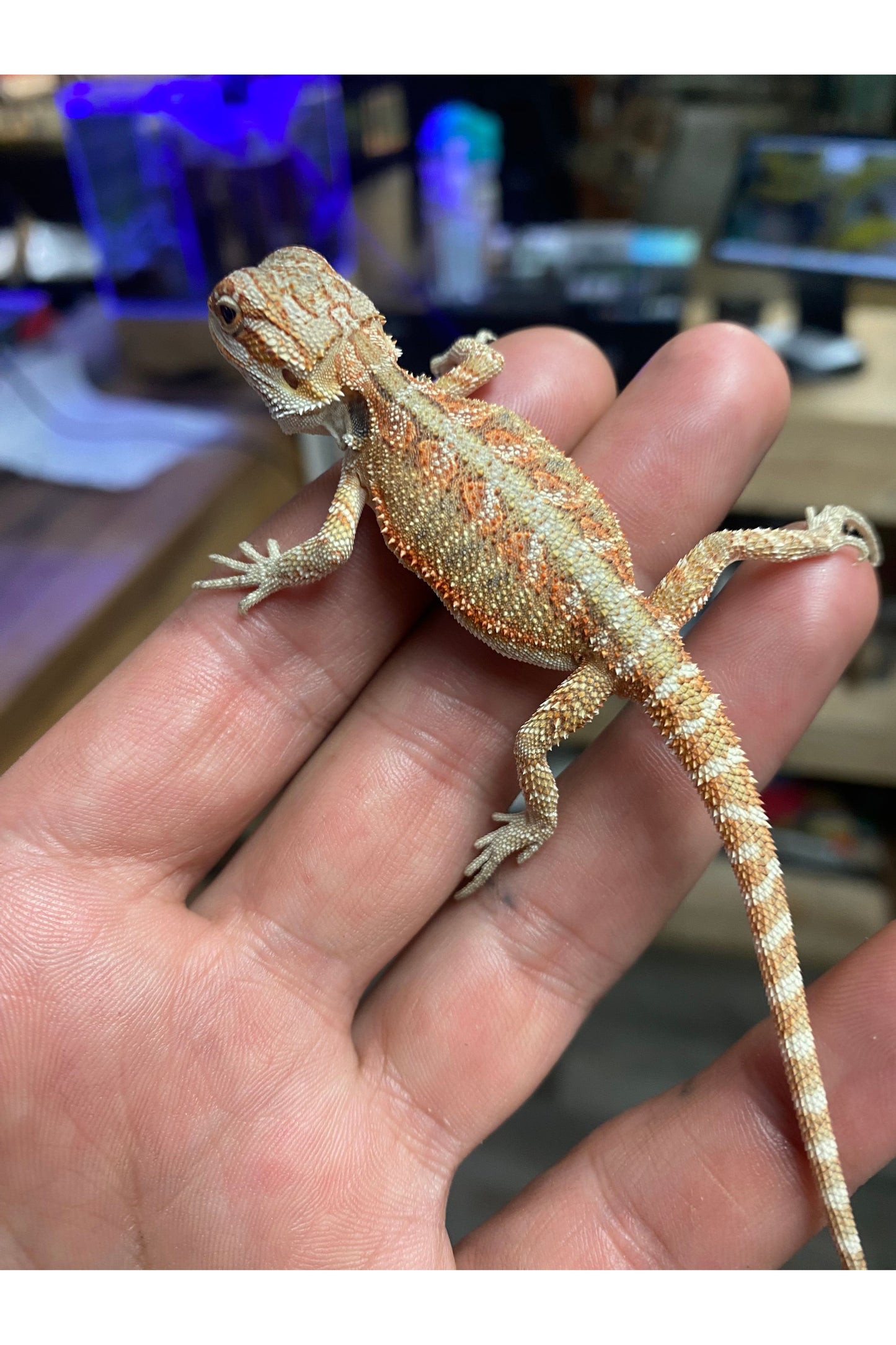 Fancy Bearded Dragon - Hatchling (Assorted)