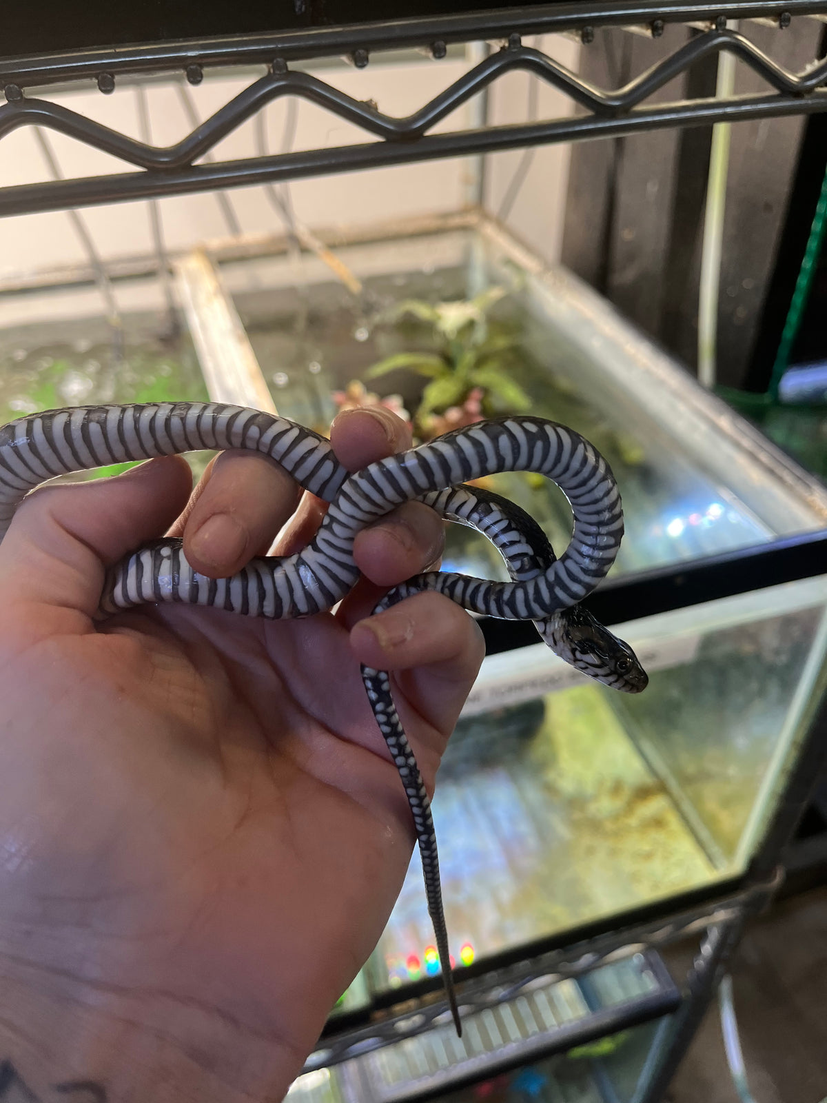 Florida Banded Water Snake - Sub Adult
