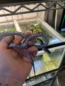 Florida Banded Water Snake - Sub Adult
