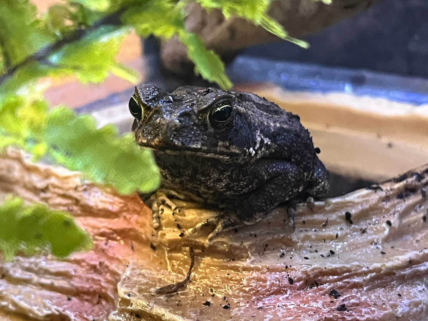 Cane Toad