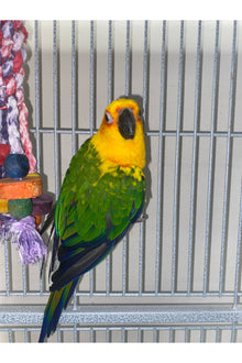 Sunday Conure