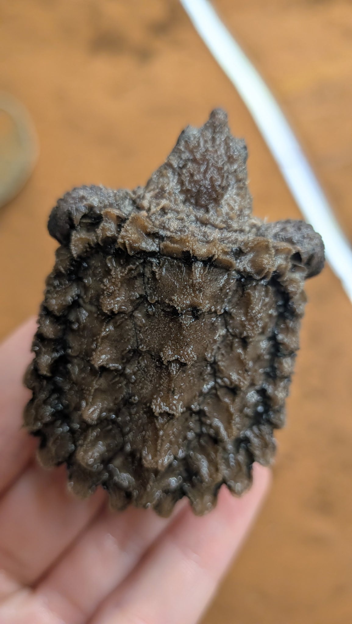 Alligator Snapping Turtle - Hatchling